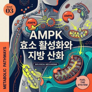 ai thumbnail poster AMPK 효소 활성화와 지방 산화 1787649193