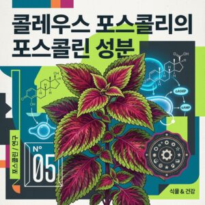 ai thumbnail poster 콜레우스 포스콜리의 포스콜린 성분 1786526272